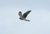 Montagu's Harrier at Wallasea Island (RSPB) (Steve Arlow) (75501 bytes)